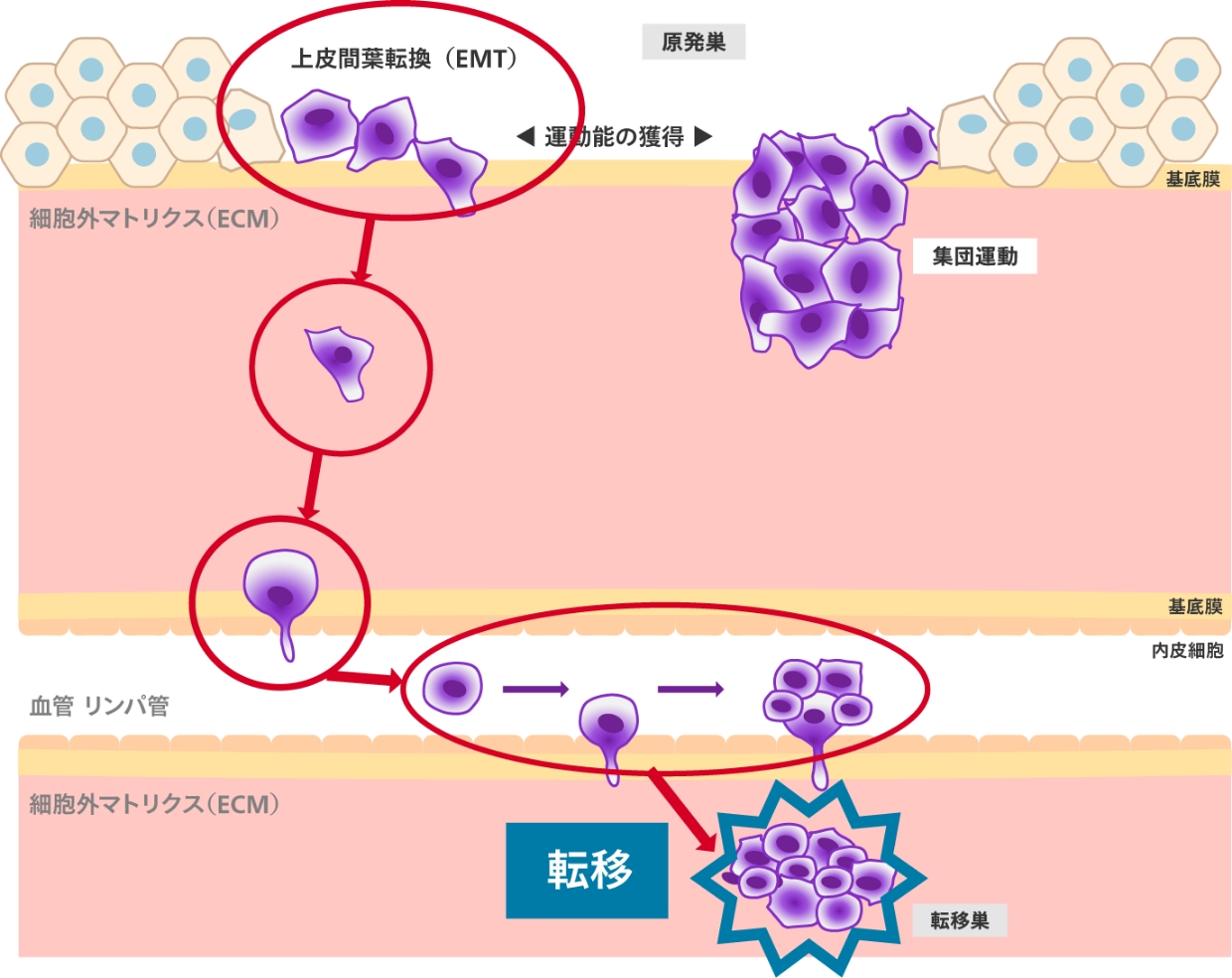 上皮涵養転換したがん細胞は血管やリンパ管を経由し転移する